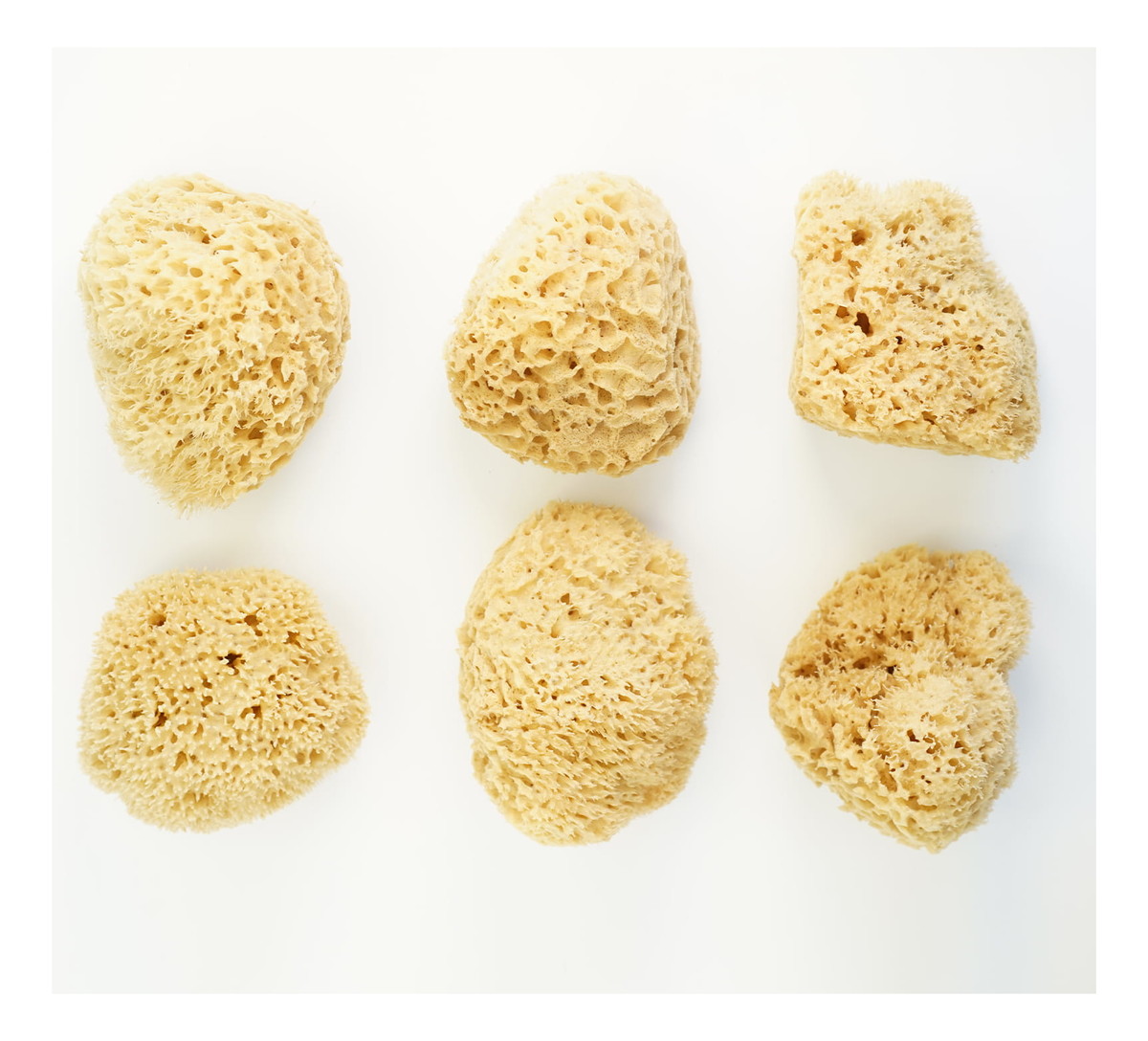 Naturalna gąbka morska do twarzy i ciała - super size XXL 13,5-16,5cm