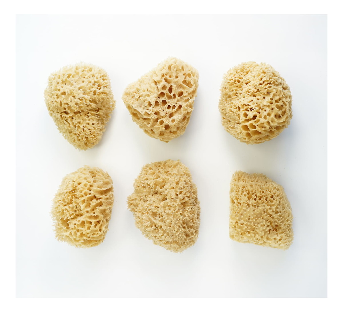 Naturalna gąbka morska do twarzy i ciała - super size XXL 13,5-16,5cm