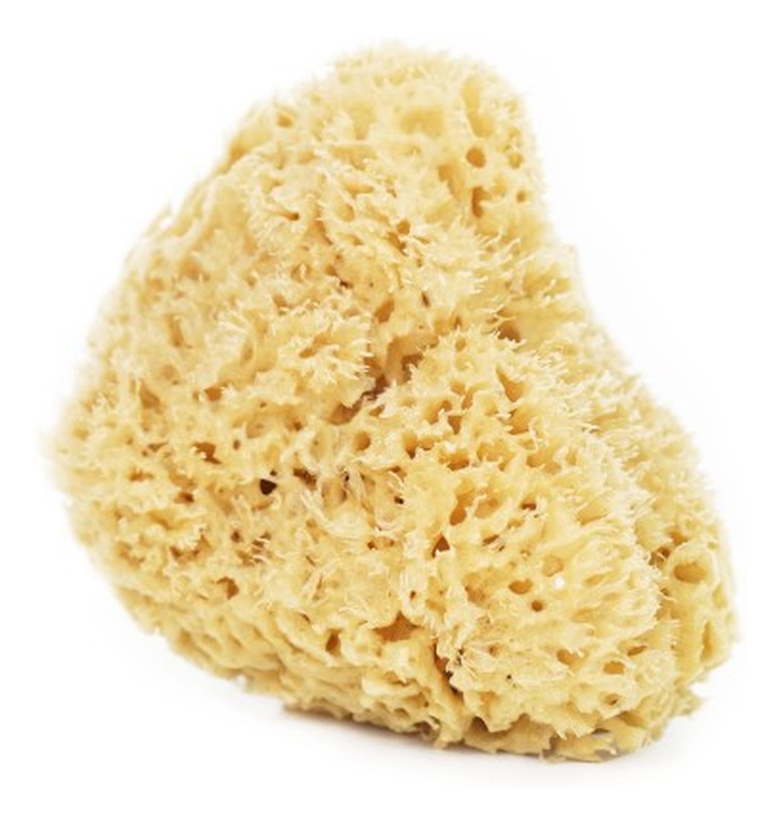 Naturalna gąbka morska do twarzy i ciała - super size XXL 13,5-16,5cm