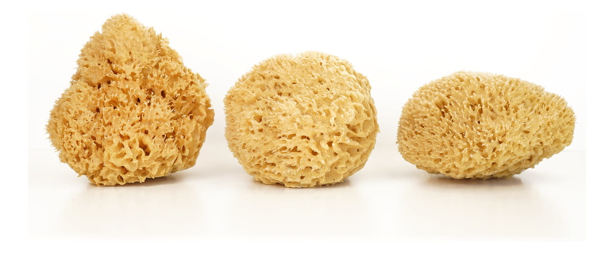 Naturalna gąbka morska do twarzy i ciała - super size XXL 13,5-16,5cm