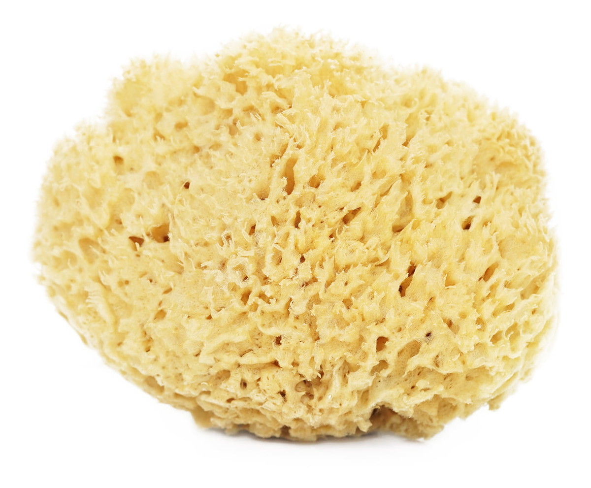 Naturalna gąbka morska do twarzy i ciała - super size XXL 13,5-16,5cm