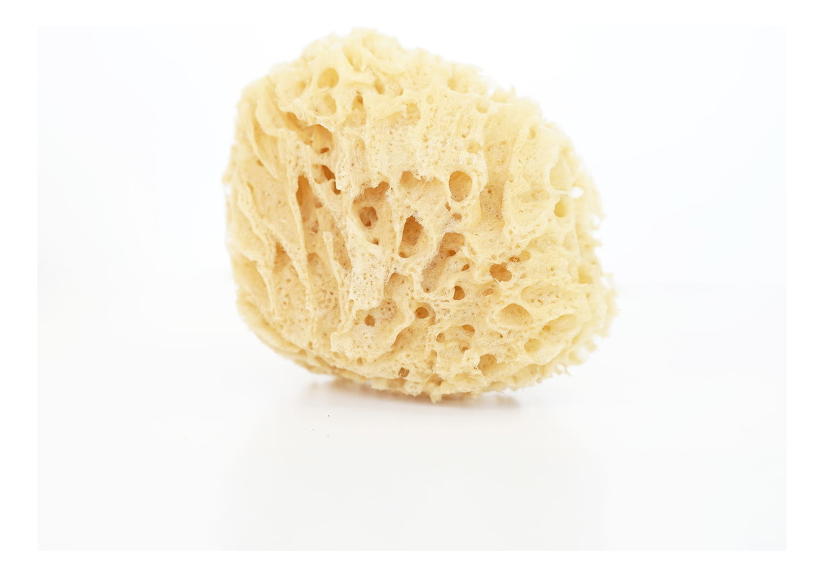 Naturalna gąbka morska do twarzy i ciała - size XL 11-13.5cm