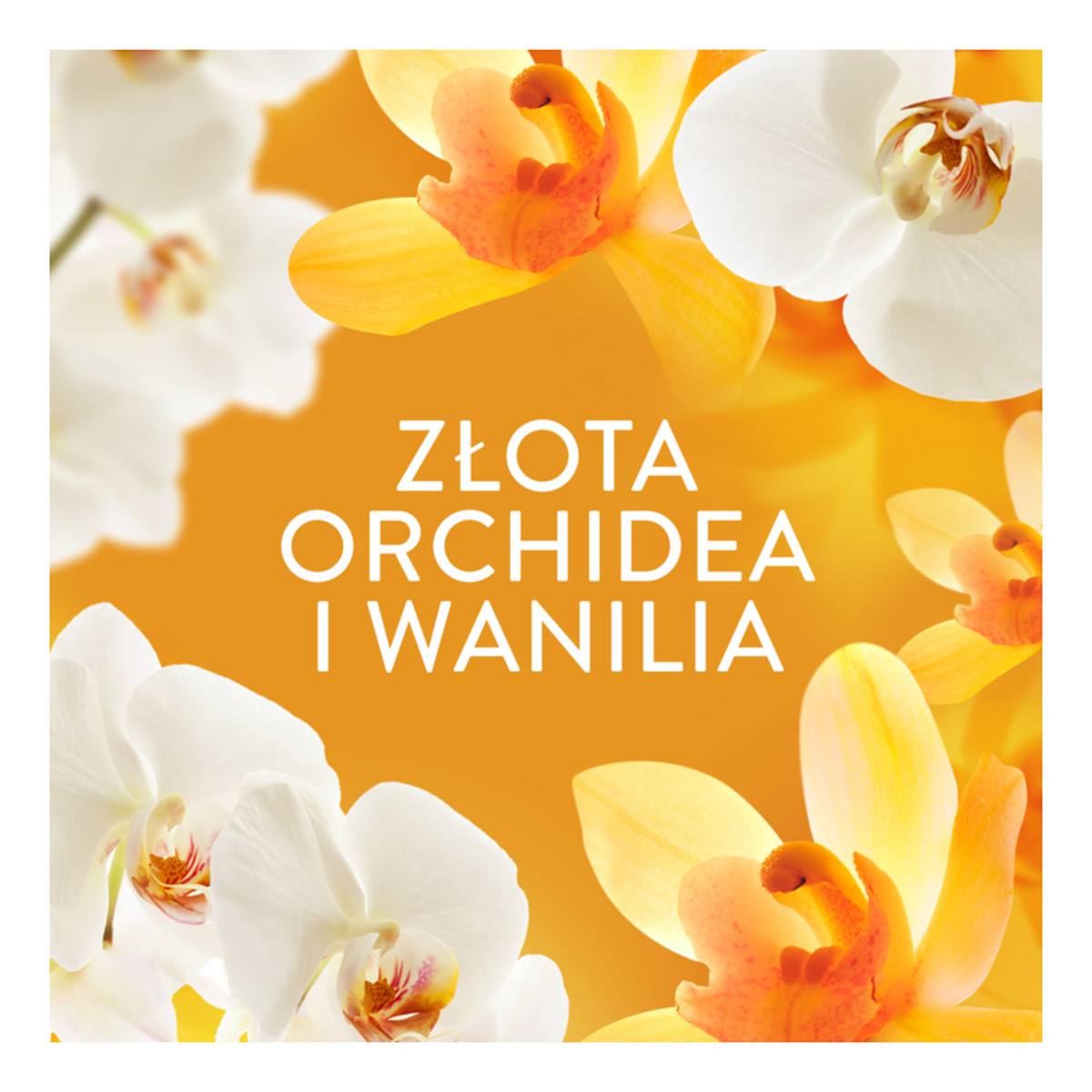 Lenor Perełki zapachowe do prania Orchid&Vanilla 195g